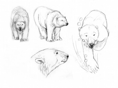 Rough Sketches of Polarity Bear #1