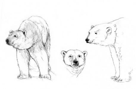 Rough Sketches of Polarity Bear #2