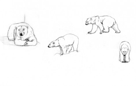 Rough Sketches of Polarity Bear #4